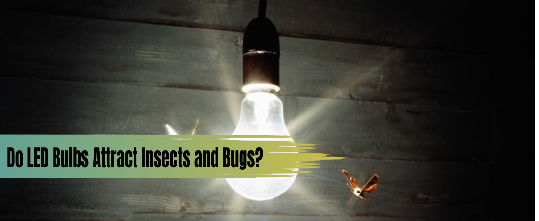 Do LED Bulbs Attract Insects and Bugs?
