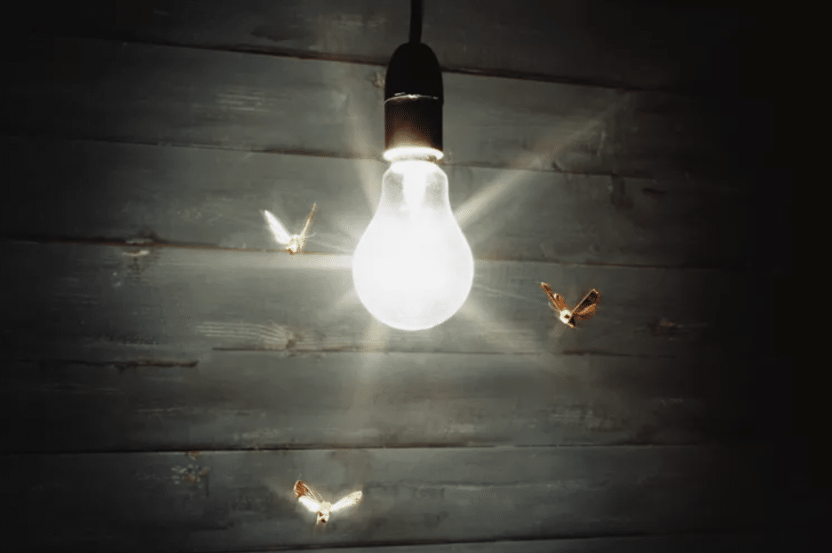 bugs hovering around led light bulb