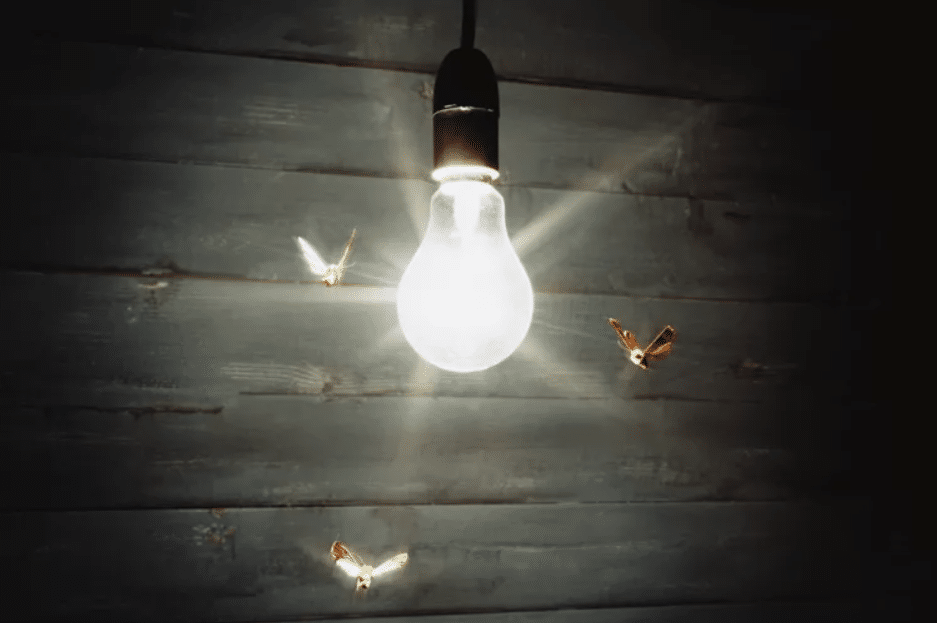 Insect repellent deals light bulbs