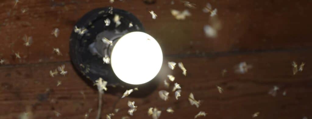 led lights attracting lot of bugs