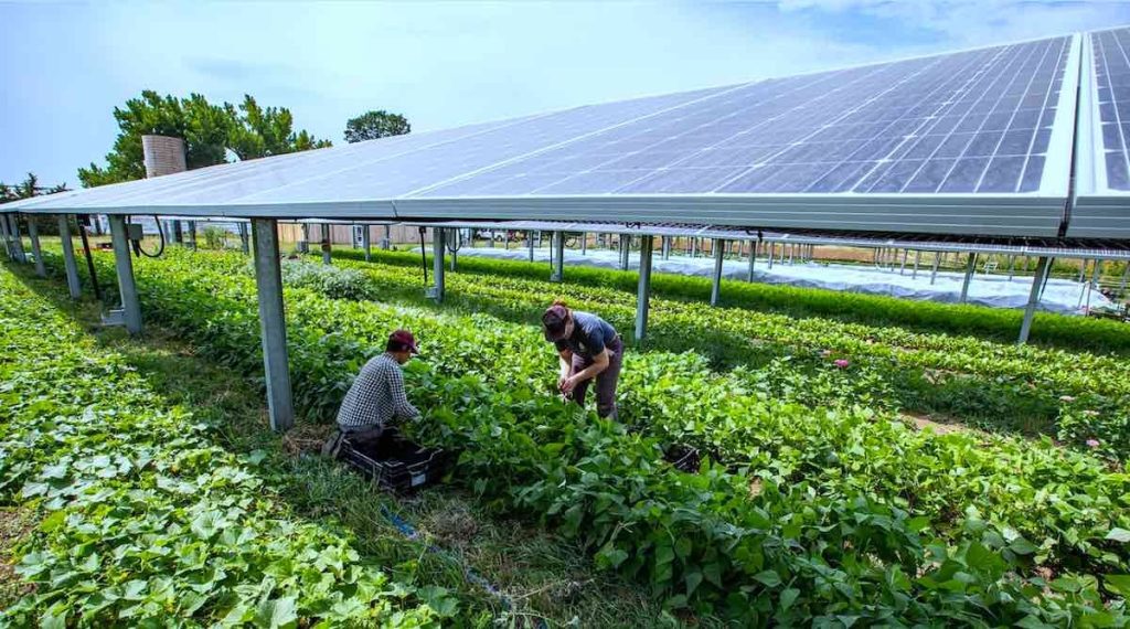 Agricultural Solar Energy